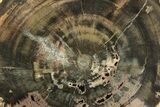 Triassic Petrified Wood (Woodworthia) Round - Zimbabwe #198988-1
